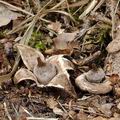 Geastrum_elegans_be0757