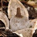 Geastrum_elegans_be0768