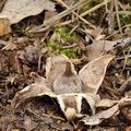 Geastrum_elegans_be0770