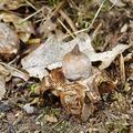 Geastrum_elegans_be2722