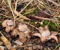 Geastrum_elegans_be2725