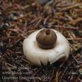 Geastrum_fimbriatum_ai9884