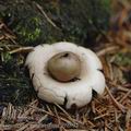 Geastrum_fimbriatum_ai9894