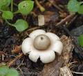 Geastrum_fimbriatum_aj2855