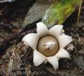 Geastrum_fimbriatum_aj2876