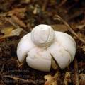 Geastrum_fimbriatum_am1164