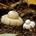 Geastrum_fimbriatum_am1168