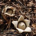 Geastrum_fimbriatum_be0732