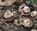 Geastrum_fimbriatum_be4928