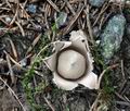 Geastrum_fimbriatum_bs9938