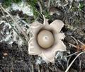 Geastrum_fimbriatum_bs9943