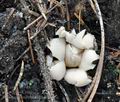 Geastrum_fimbriatum_bs9945