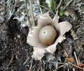 Geastrum_fimbriatum_bs9950