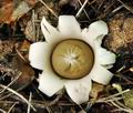 Geastrum_fimbriatum_bv3302