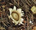 Geastrum_fimbriatum_bv3305