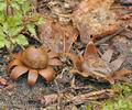 Geastrum_floriforme_bf0972