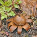 Geastrum_floriforme_bf0973