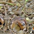 Geastrum_fornicatum_bh8707