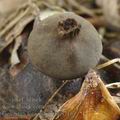 Geastrum_fornicatum_bh8716