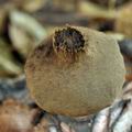 Geastrum_fornicatum_bh8720