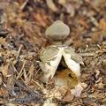 Geastrum_fornicatum_bh8724