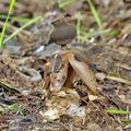 Geastrum_fornicatum_bh8740