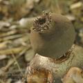 Geastrum_fornicatum_bh8745