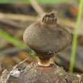 Geastrum_fornicatum_bh8750