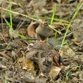 Geastrum_fornicatum_bh8755