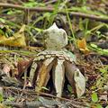 Geastrum_melanocephalum_bh8640