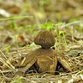 Geastrum_melanocephalum_bh8657