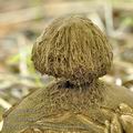 Geastrum_melanocephalum_bh8658