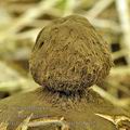 Geastrum_melanocephalum_bh8662