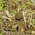 Geastrum_melanocephalum_bh8669