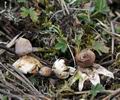 Geastrum_minimum_bf0694