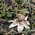 Geastrum_minimum_bf0713