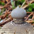 Geastrum_pectinatum_be4853