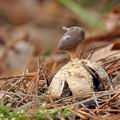 Geastrum_pectinatum_be4858