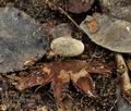 Geastrum_pectinatum_bp3554