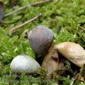 Geastrum_quadrifidum_ac8523