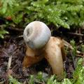 Geastrum_quadrifidum_ac8535