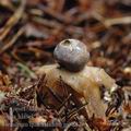 Geastrum_quadrifidum_ai9882