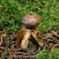 Geastrum_quadrifidum_ai9908