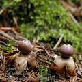 Geastrum_quadrifidum_ai9917