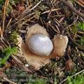 Geastrum_quadrifidum_be4863