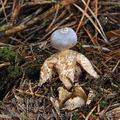 Geastrum_quadrifidum_be4865