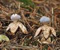 Geastrum_quadrifidum_be4868