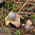 Geastrum_quadrifidum_be4871