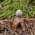 Geastrum_quadrifidum_be4937