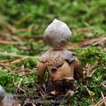 Geastrum_quadrifidum_be4940